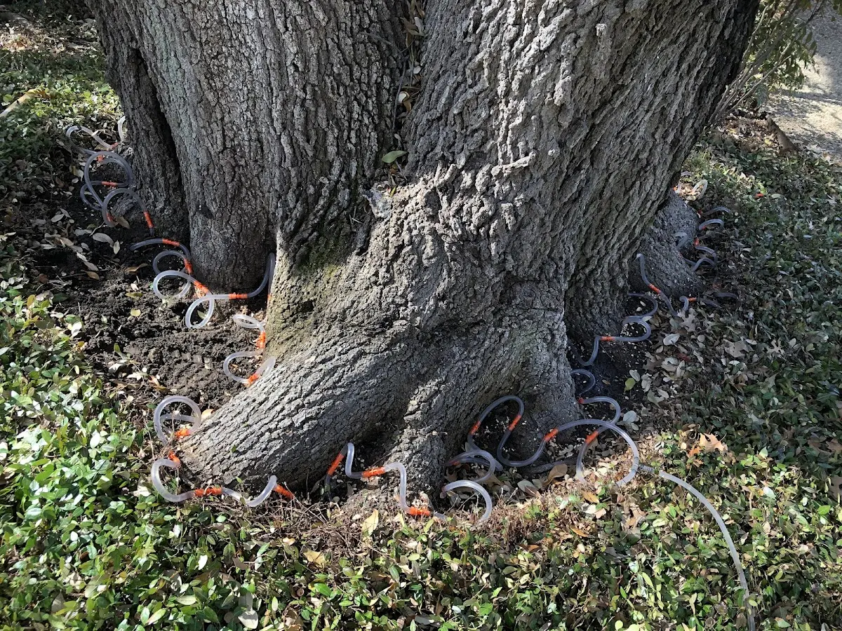 Detailed Shrub and Hedge Trimming job site in Blessing