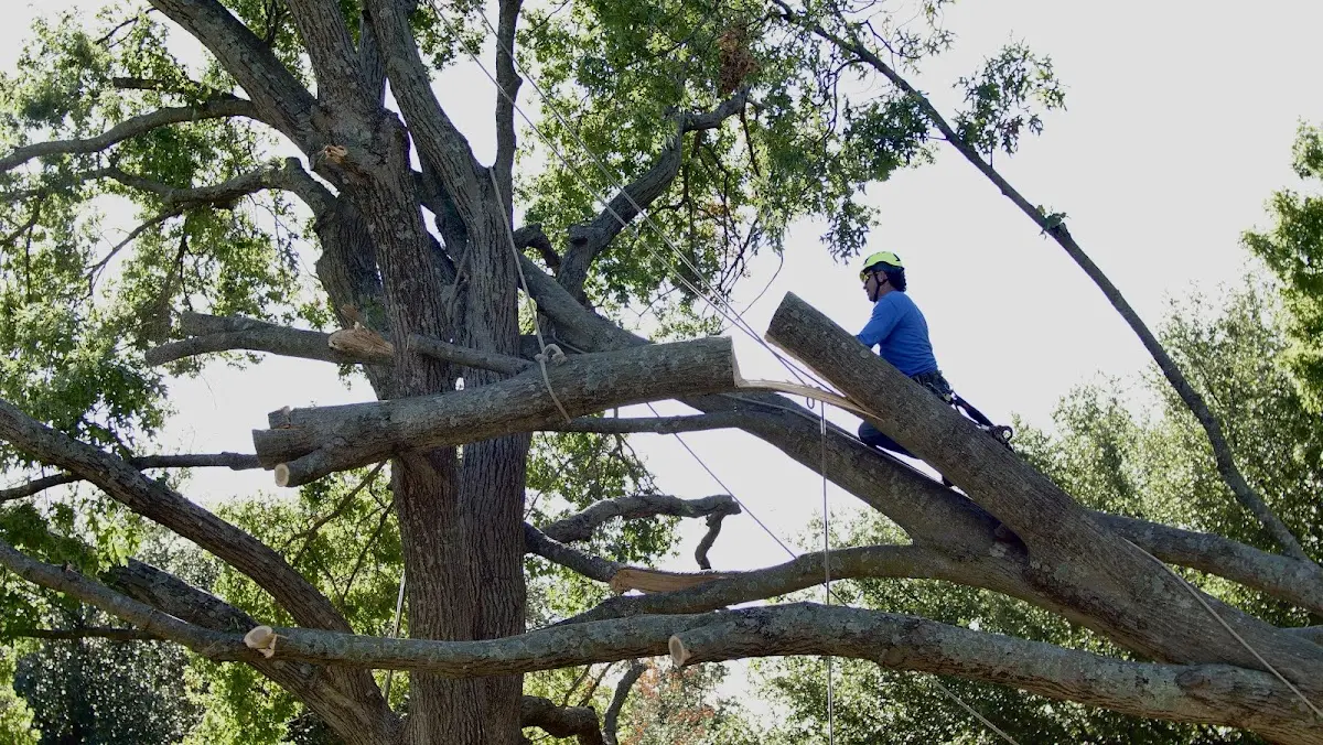 Professional Hazardous Tree Removal performed by certified arborists in Blessing